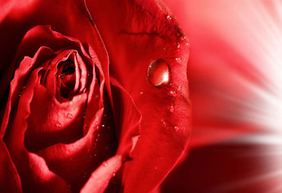 Fototapeta Romantic Rose 4247
